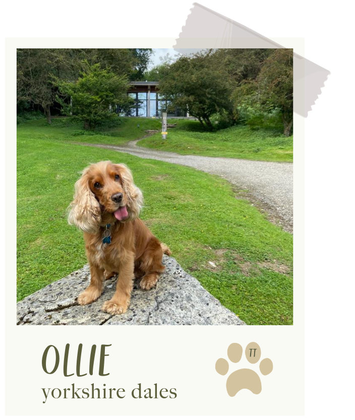 Ollie
