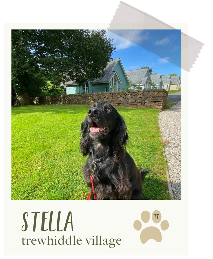 Stella