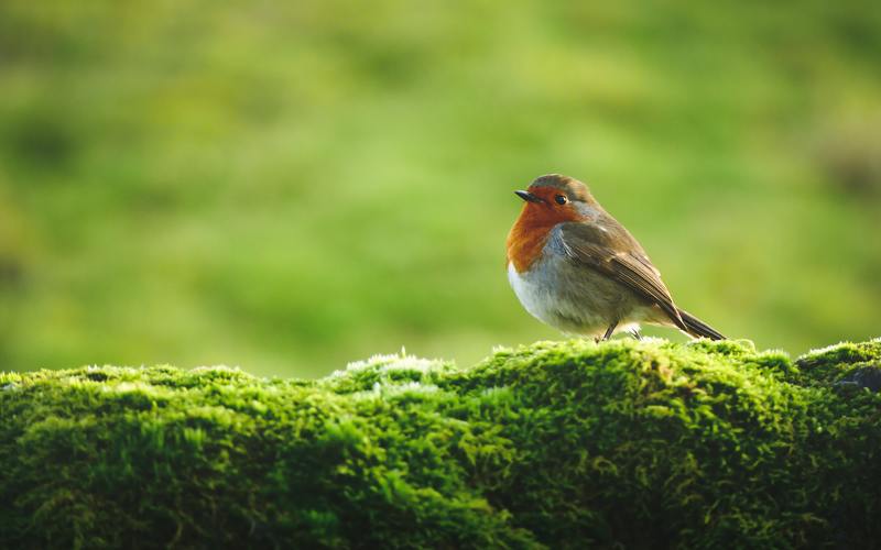 yorkshire dales wildlife