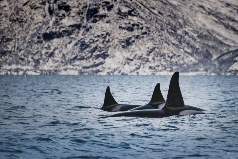 orca watching in scotland