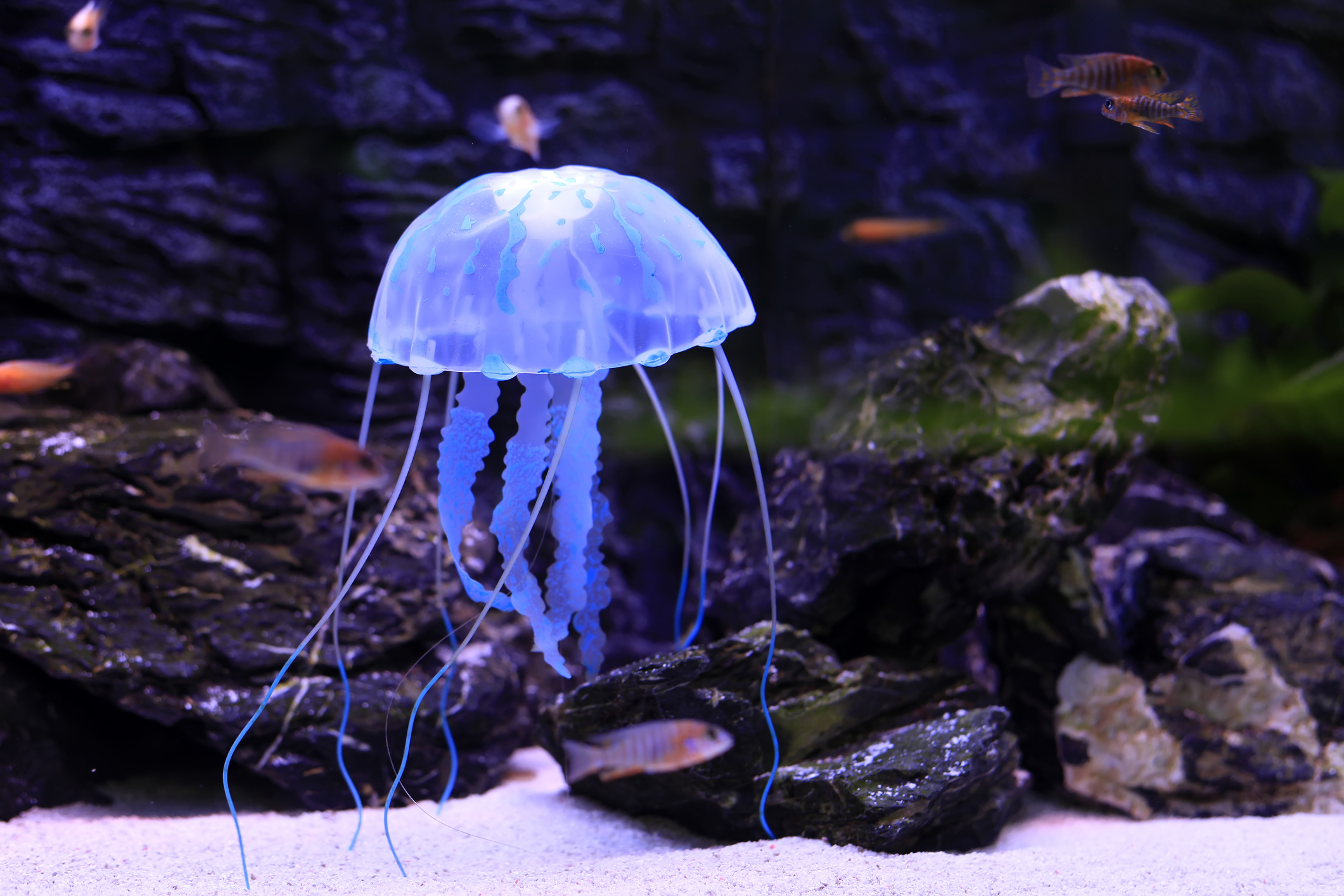 blue planet aquarium