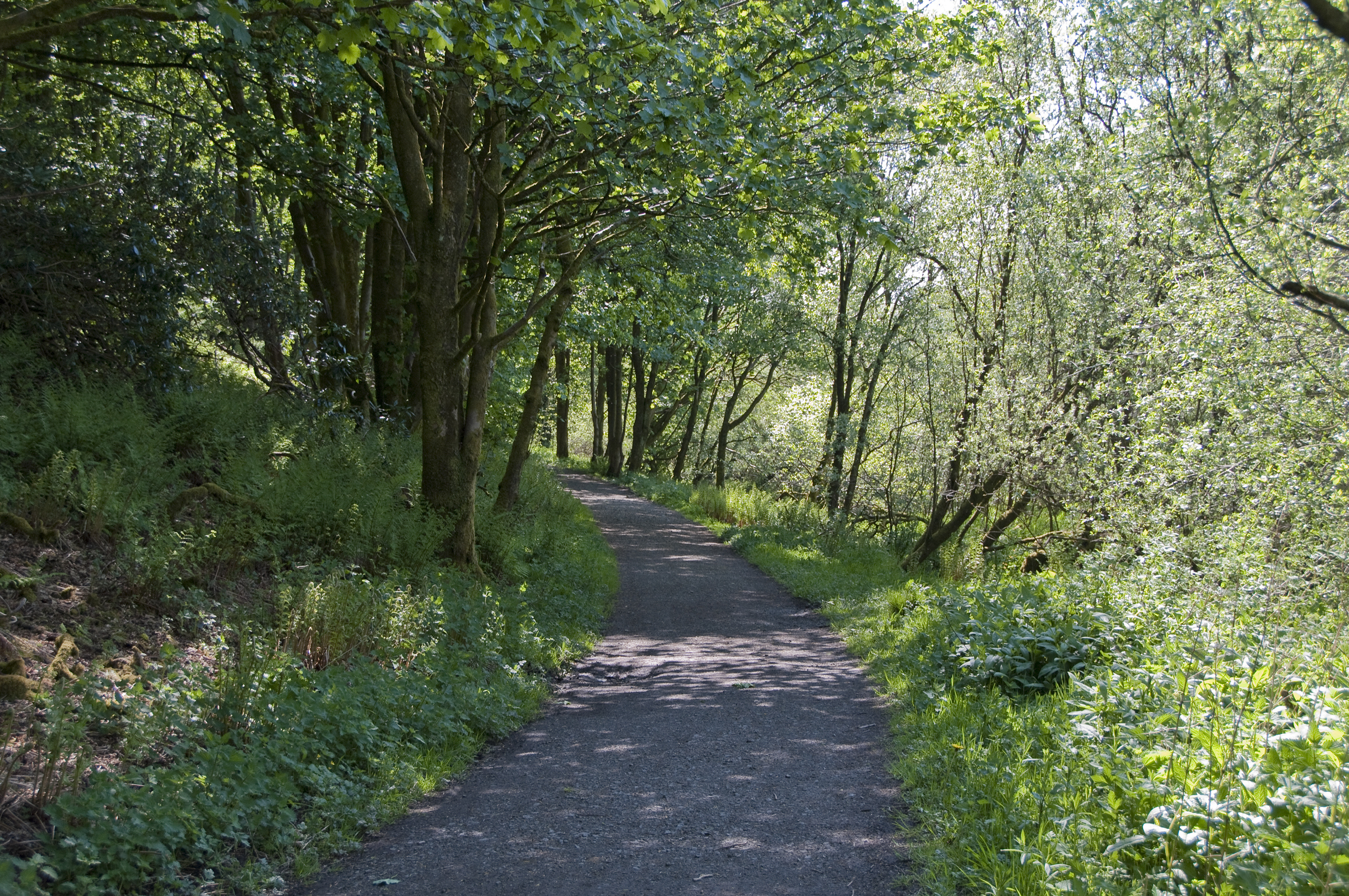 Shaded woodland path through Cardinham Woods with lush green trees, ferns, and dappled sunlight on the trail.