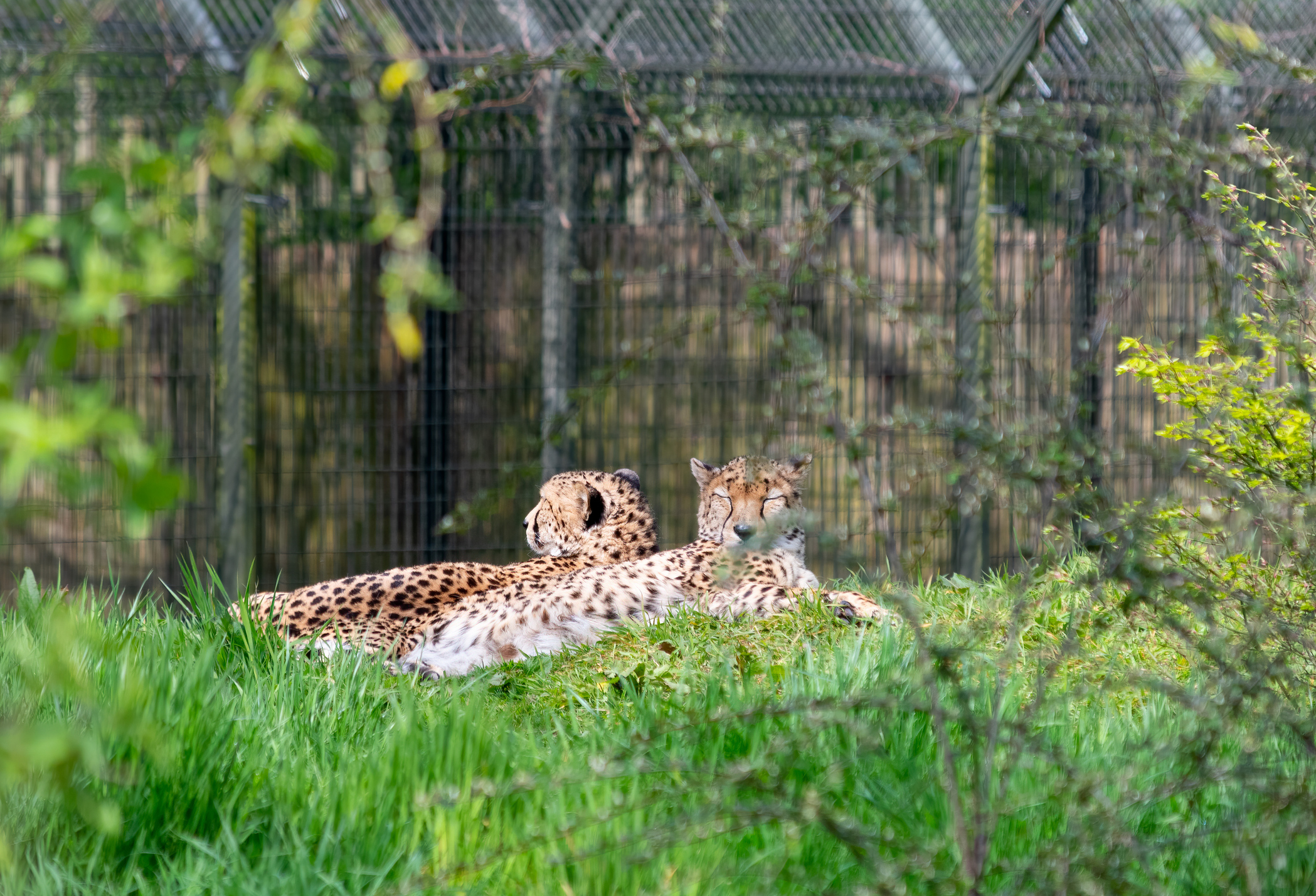 chester zoo