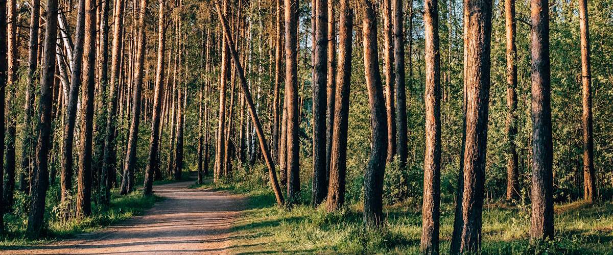 Delamere Forest