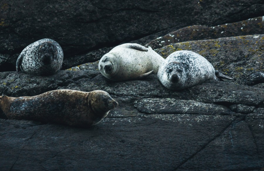 bardsey island day trips