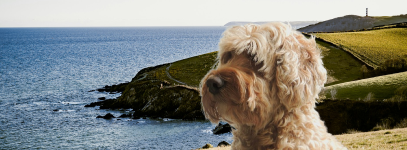Cockapoo on the Cornwall coast with sea cliffs and coastal path in the background