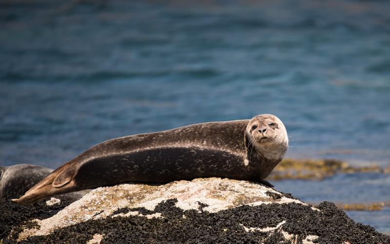 john o groats wildlife